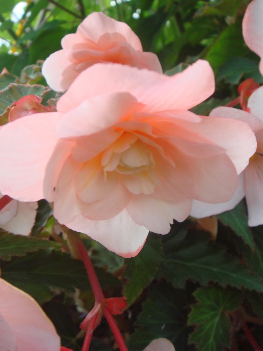 Begonia odorata fleur (2)